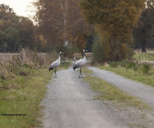 Europeese kraanvogels on the walk